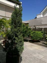 Serangoon Garden Estate (D19), Terrace #273412011